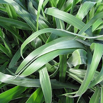 Urochloa brizantha unspecified picture