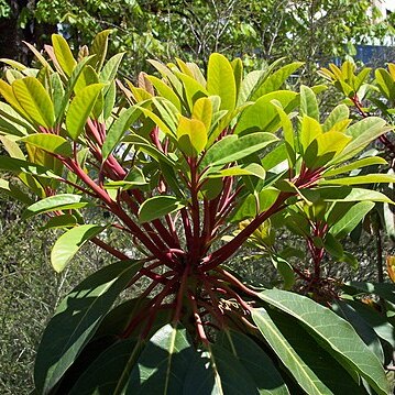 Daphniphyllaceae unspecified picture