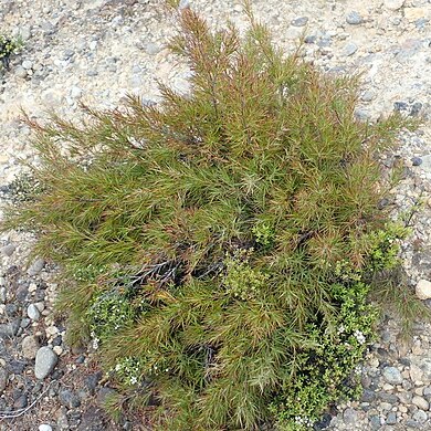 Dracophyllum trimorphum unspecified picture