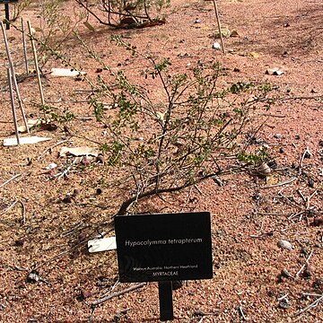 Hypocalymma tetrapterum unspecified picture