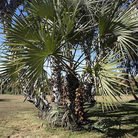 Hyphaene dichotoma unspecified picture