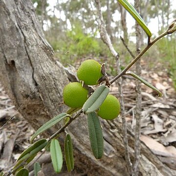 Hovea heterophylla unspecified picture