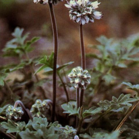 Hydrophyllum unspecified picture