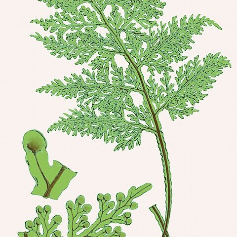 Hymenophyllum flexuosum unspecified picture