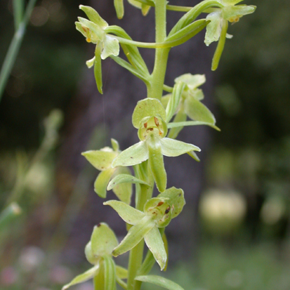 Platanthera holmboei unspecified picture