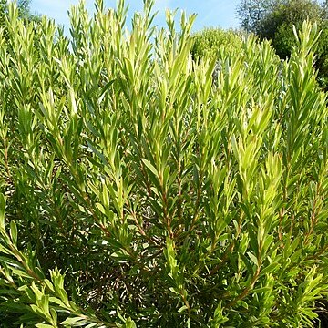 Leucadendron modestum unspecified picture