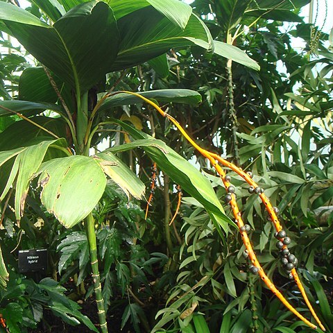 Chamaedorea geonomiformis unspecified picture