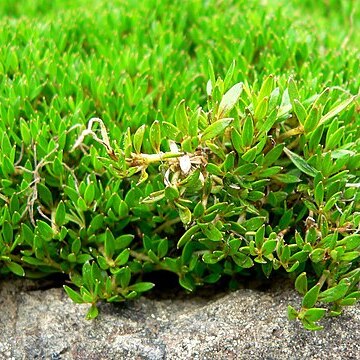 Coprosma petriei unspecified picture