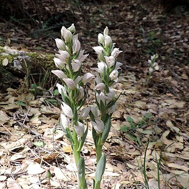 Cephalanthera cucullata unspecified picture