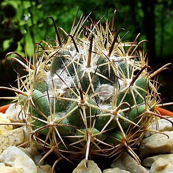 Coryphantha hintoniorum unspecified picture