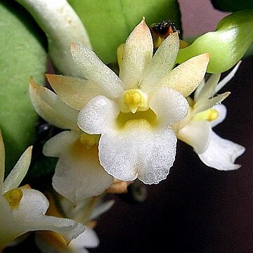 Calyptrochilum christyanum unspecified picture