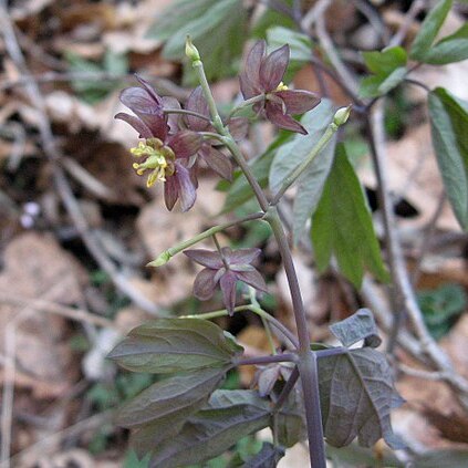 Caulophyllum giganteum unspecified picture