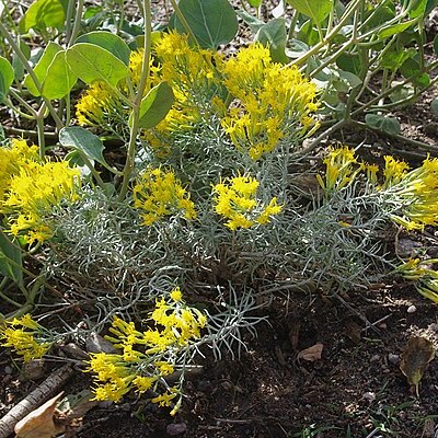 Chrysothamnus depressus unspecified picture