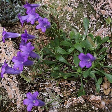 Campanula bornmuelleri unspecified picture