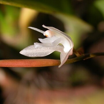 Coelogyne bilamellata unspecified picture