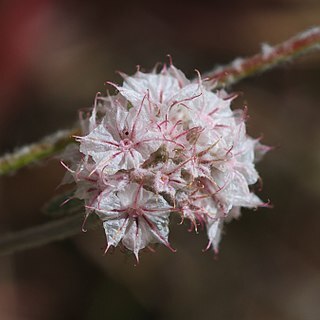 Chorizanthe membranacea unspecified picture