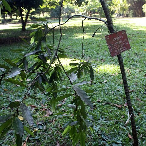 Calophyllum bracteatum unspecified picture