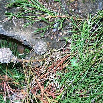 Isopogon prostratus unspecified picture