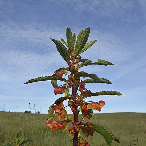 Impatiens gomphophylla unspecified picture