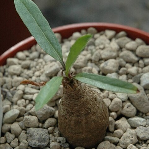 Ipomoea oenotherae unspecified picture