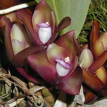 Bifrenaria atropurpurea unspecified picture