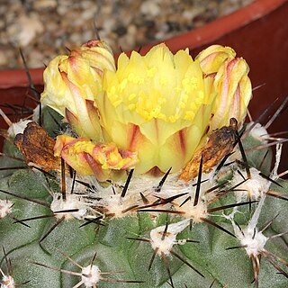 Copiapoa mollicula unspecified picture