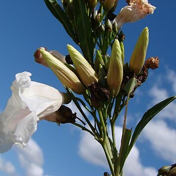 Ipomoea squamisepala o'donell unspecified picture