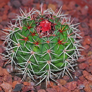 Melocactus pachyacanthus unspecified picture