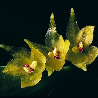 Myoxanthus congestus unspecified picture