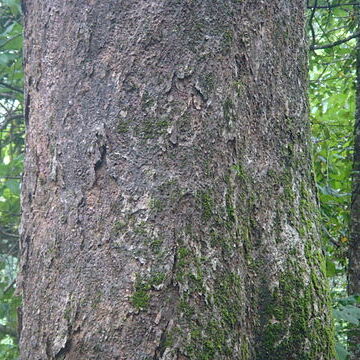 Artocarpus hirsutus unspecified picture