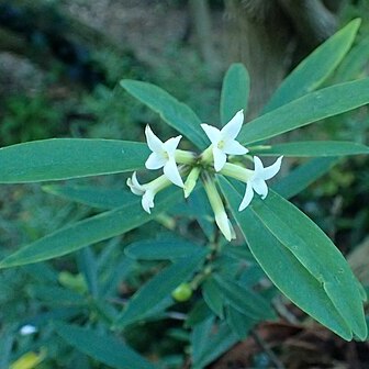 Daphne acutiloba unspecified picture