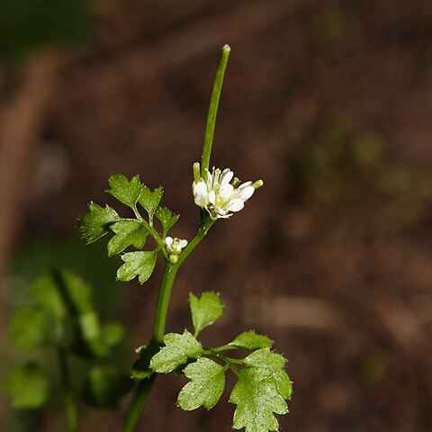 Cardamine unspecified picture