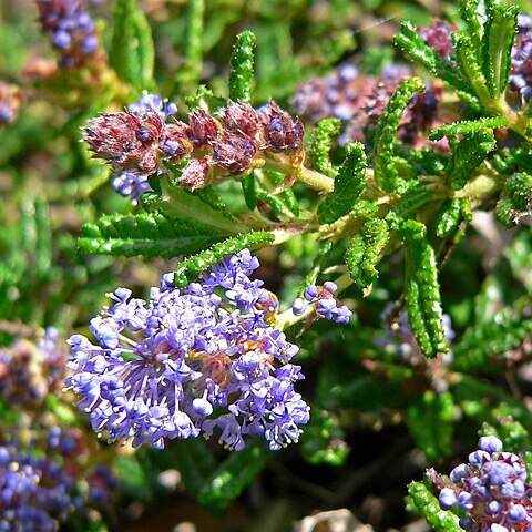 Ceanothus hearstiorum unspecified picture