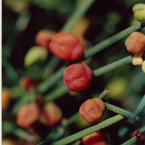 Ephedra equisetina unspecified picture