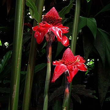 Zingiberaceae unspecified picture