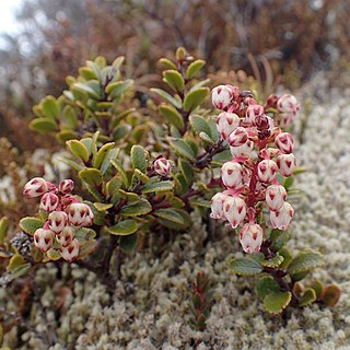 Gaultheria colensoi unspecified picture