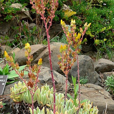 Dudleya caespitosa unspecified picture