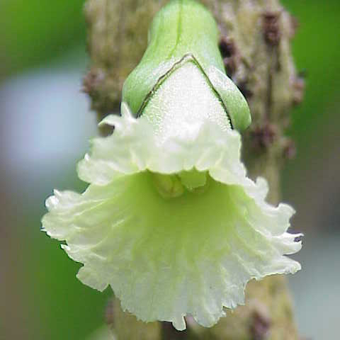 Bignoniaceae unspecified picture