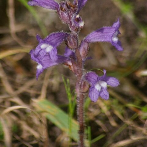 Orobanche aegyptiaca unspecified picture