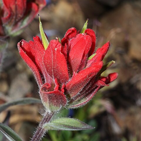 Castilleja elmeri unspecified picture