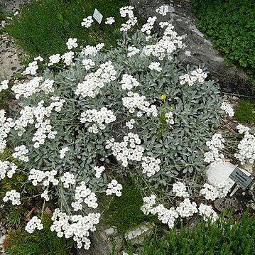 Achillea umbellata unspecified picture