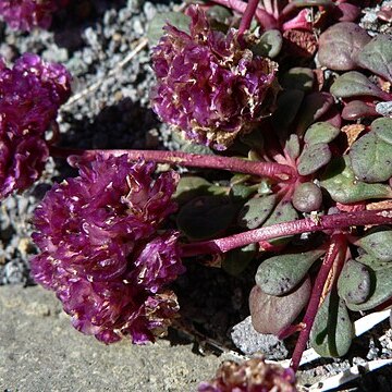 Cistanthe unspecified picture