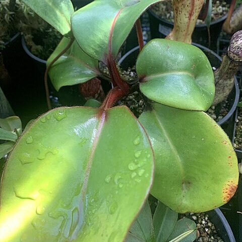 Nepenthes clipeata unspecified picture