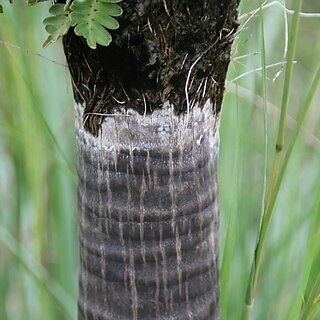 Coccothrinax scoparia unspecified picture