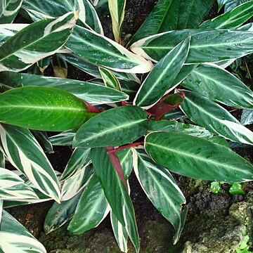 Ctenanthe unspecified picture