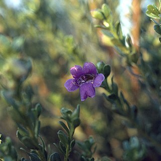 Eremophila platythamnos unspecified picture