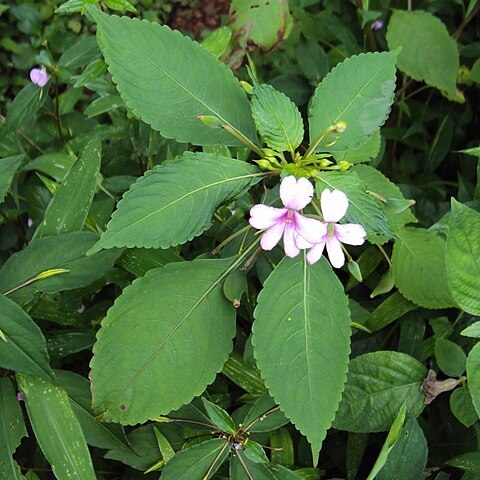 Impatiens dasysperma unspecified picture