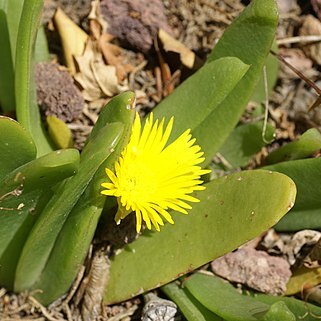 Glottiphyllum difforme unspecified picture