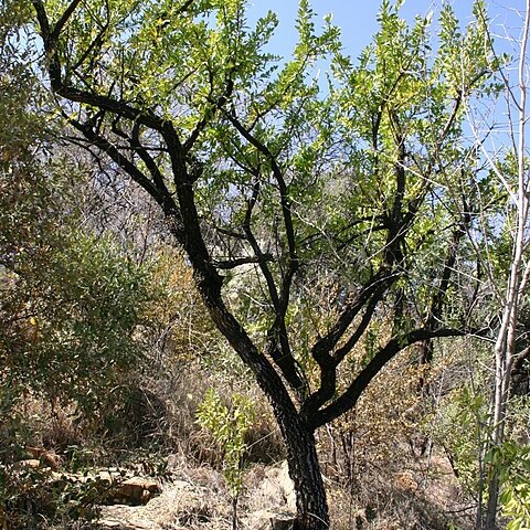 Gymnosporia heterophylla unspecified picture