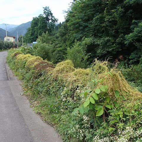 Cuscuta japonica unspecified picture